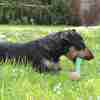 Bild: BeCo Pets Hundespielzeug BeCo Bone groß grün