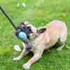 Bild: BeCo Pets Hundeball BeCo Ball mit Seil blau