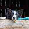 Bild: BeCo Pets Hundespielzeug BeCo Bone blau