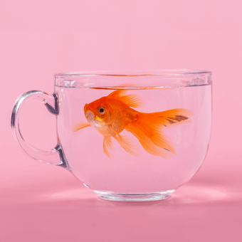 Aquaristik