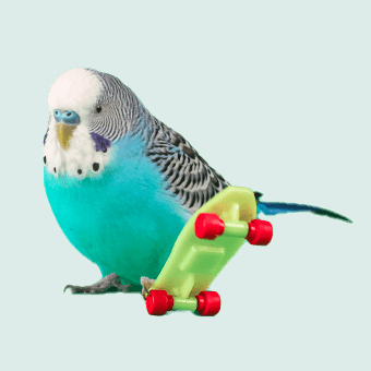 Vogel