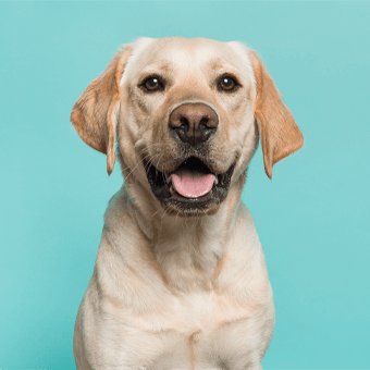 Hund auf blauem Hintergrund.