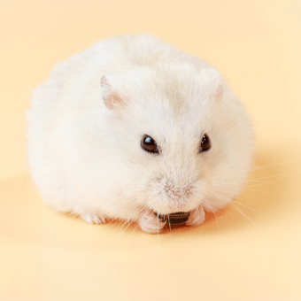 Hamster auf orangenem Hintergrund.