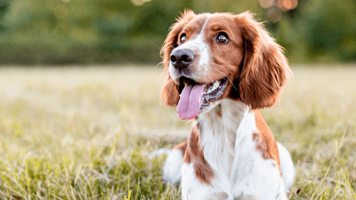 Braun-weißer Hund sitzt hechelnd auf grüner Wiese – Haustier, Sommer, frische Luft & tierische Lebensfreude