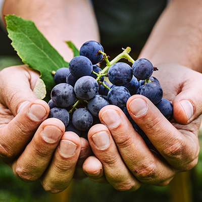 Nahaufnahme von Händen, die eine frische Traube mit dunkelblauen Beeren und grünen Blättern halten