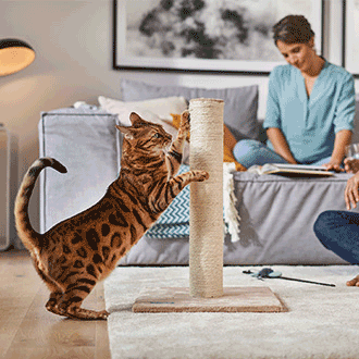 Katzenzubehör von ZooRoyal – Kratzbäume, Spielzeug und Pflegeartikel für aktive und gesunde Katzen.