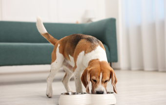 Beagle frisst aus Doppel-Napf auf hellem Boden, Fokus auf Hundeernährung und Futter in modernem Wohnzimmer.