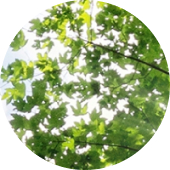 Grüne Blätter an einem Baum im Sonnenlicht – Symbol für nachhaltige Produkte und umweltfreundliche Herstellung