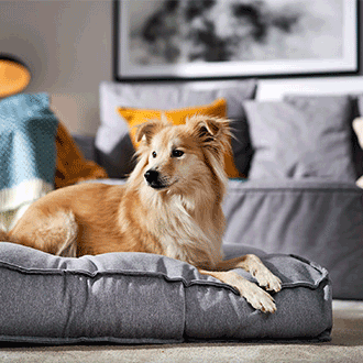 Hundezubehör bei ZooRoyal – Spielzeug, Leinen, Betten und Pflegeprodukte für glückliche Hunde.