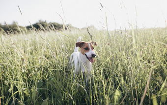Hund läuft durch hohes Gras – Tipps zum Schutz vor Zecken bei Spaziergängen.