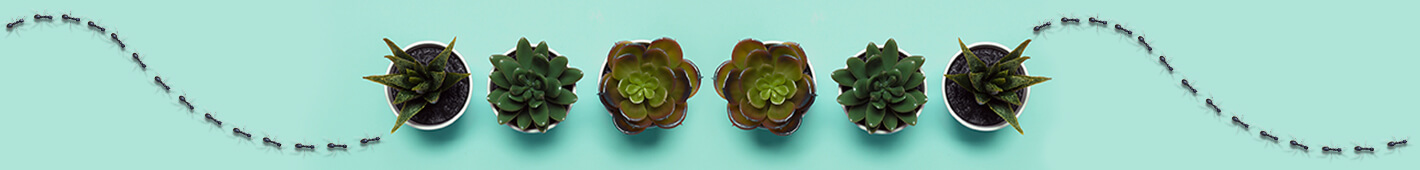 Pflanzen & Insekten Pflanzen & Insekten
