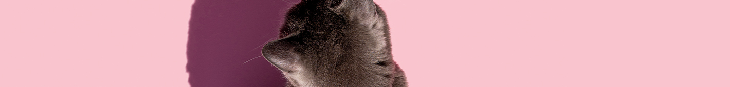 Katze Katze