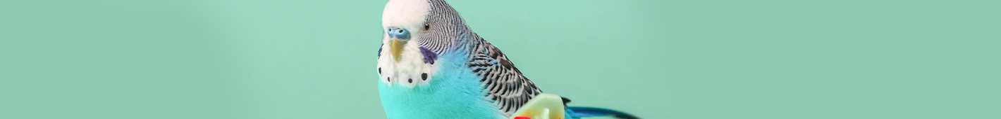 Vogel Vogel