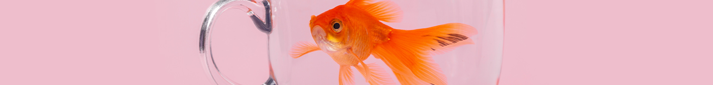 Aquaristik Aquaristik