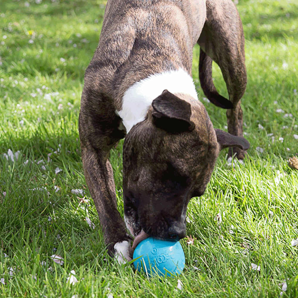 Bild: BeCo Pets Hundeball BeCo Ball grün