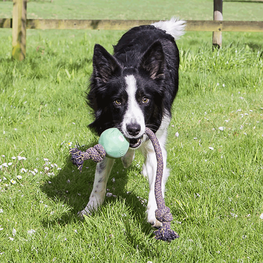 Bild: BeCo Pets Hundeball BeCo Ball mit Seil grün