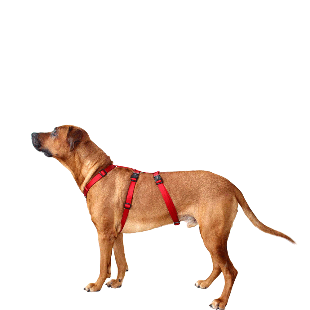 Bild: WOLTERS Cat & Dog Professional Geschirr Rot L