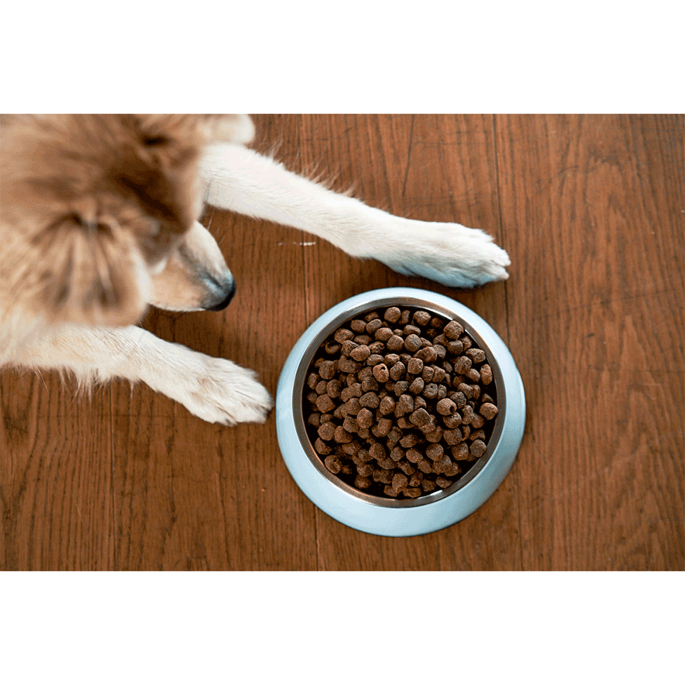 Bild: ZooRoyal Melamin-Napf petrol