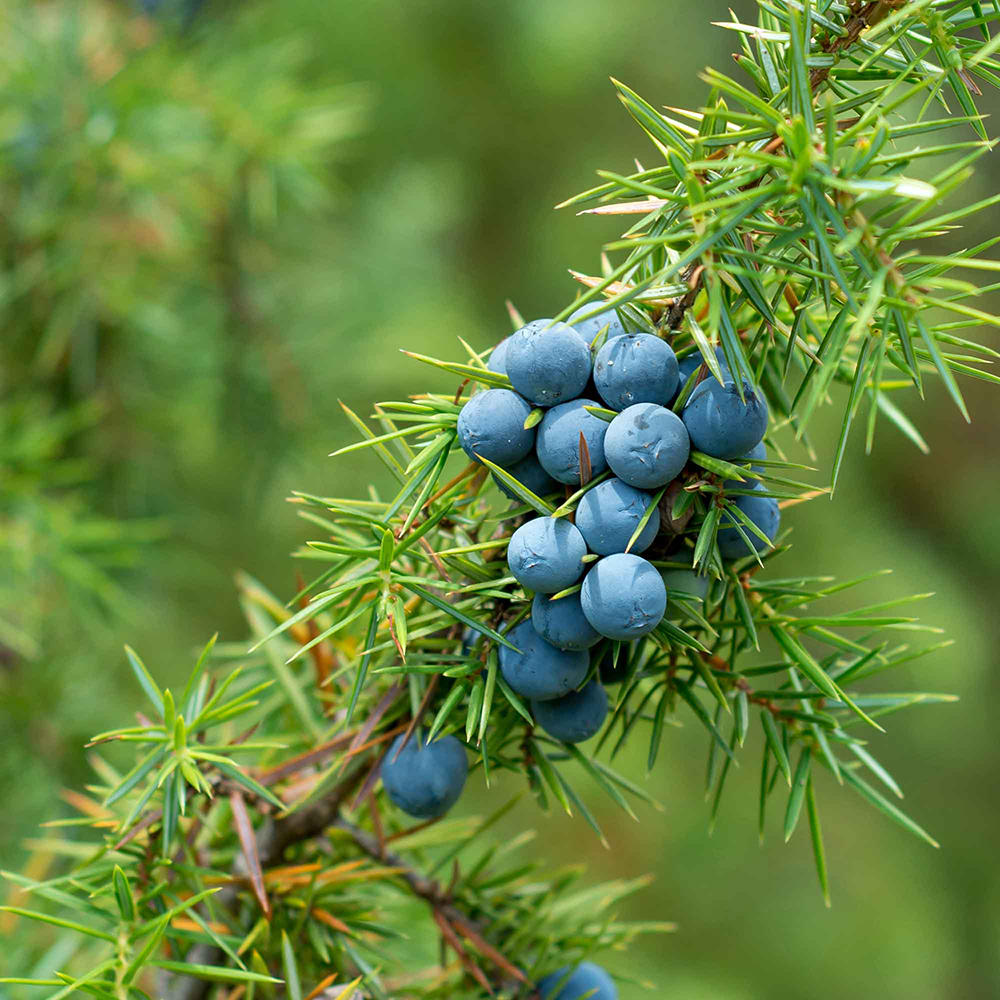 Bild: RAUSCH Shampoo Energy Boost 4in1 