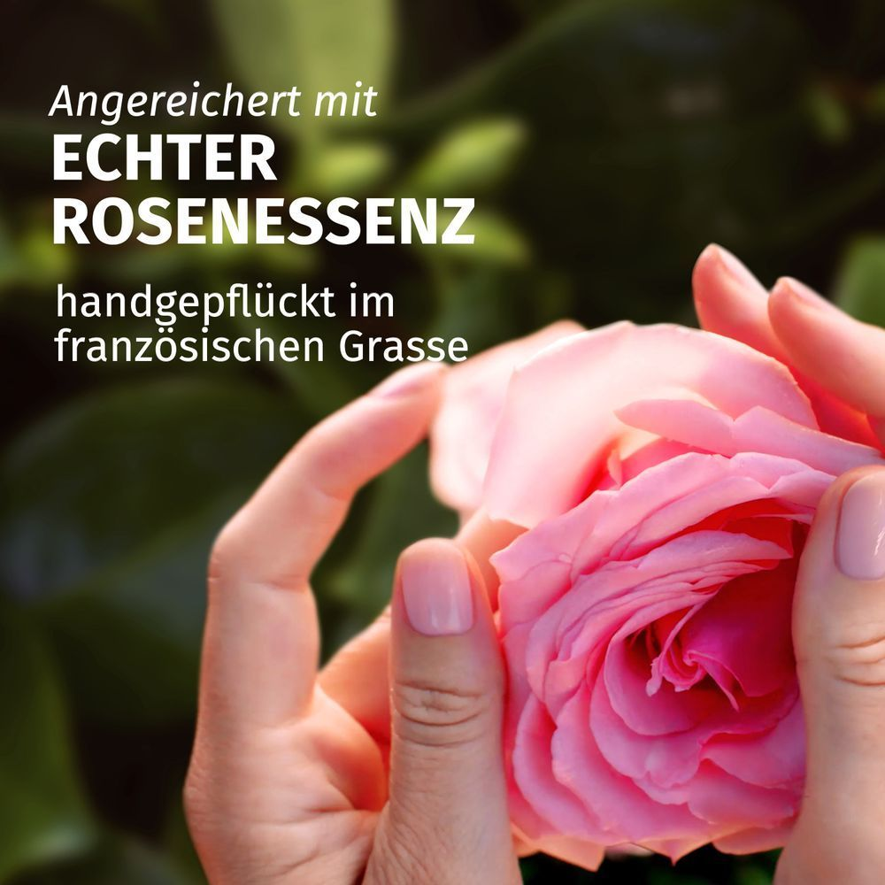 Herbal Essences: Hände halten eine Rose, die mit echter Rosenessenz angereichert und handgepflückt im französischen Grasse ist.
